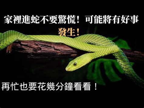 家門口有蛇|【家裡出現蛇代表什麼】家裡出現蛇代表什麼？不能忽。